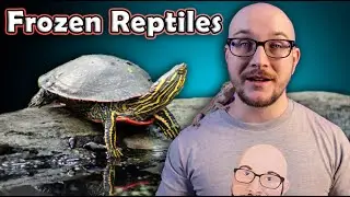 How Do Reptiles And Amphibians Survive The Winter? | Turtle Butt Breathing, Frozen Frogs And More