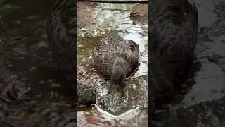 Cutest Duck Ever Reacts to Water! #DuckTok #PetDuck #CuteAnimals