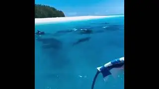 Zanzibar Tanzania 🏝️🌍🦈🐬🐳🐋🐟