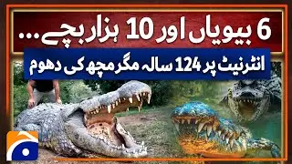World's oldest crocodile Henry has six girlfriends and has fathered over 10,000 offspring