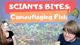 Eye Cells Beneath Their Skin: How Hogfish REALLY Interact With Their Environment