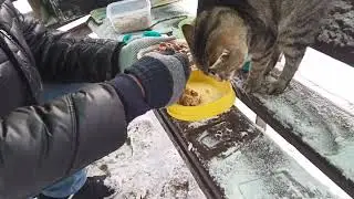 Снег Под Лапами, А Отступать Некуда / Snow Under Their Paws, No Way Back 🔥