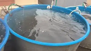 Czech Christmas Carp 2