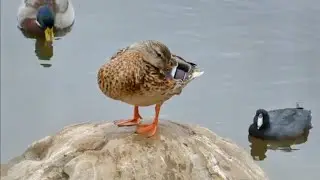Ducks vs Coot