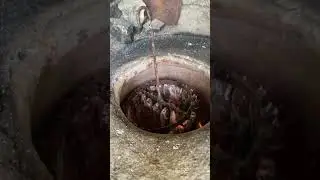 Muradiye&rsquo;deki teyzemizden Van G&ouml;l&uuml;&rsquo;nden tutulmuş enfes ve taze İnci Kefalleri :) #yemek