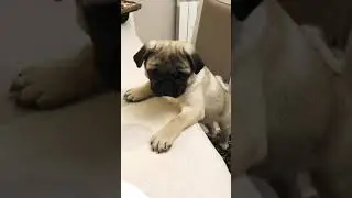 Cute pug Wants to eat apples #shorts