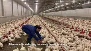 Vleeskuikens vangen: warm witte vs. blauwe verlichting