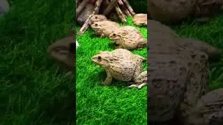 Cute family frog #shorts