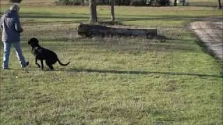 Retriever Training Log Drill With Watermarks Songbird