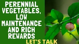 Perennial Vegetables, Low Maintenance and Rich Rewards