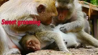 So sweet Danna and Merry help grooming for orphan girl Jessie / Monkey Post