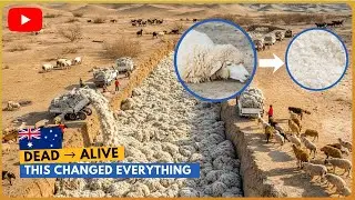 Australia&rsquo;s Soil Was Dying &mdash; Then Scientists Tried Burying Sheep Wool | Exposure Stories