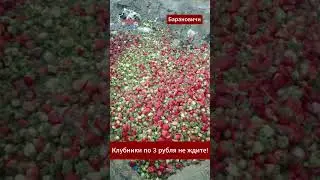 Фермеры предупреждают! Дешёвой клубники не ждите #беларусь #барановичи #клубника #фермеры #цена