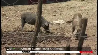 Swine fever strikes small-scale farmer in W Cape