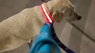 Pippi Likes REVIEW: MASBRILL Light Up Dog Collars-LED