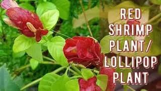 Red Shrimp/Lollipop plant | Justicia brandegeeana