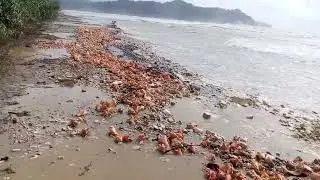 Hurricane Melissa damages Dame-marie