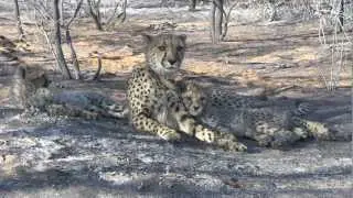 HARNAS GOBABIS - Pride Adopts Wild Orphan Cub
