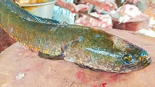 Mesmerizing Big Sola Fish Cutting Techniques In Fish Market | Very Rare Fish Cutting Skills