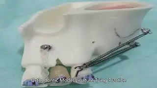 articulated model dental China customize,Preparation Replacement Teeth China Best Manufacturer,