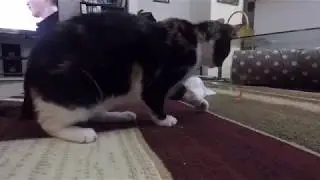 Blind Kitten Plays with New Butterfly Toy