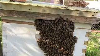 The grapevine colony is bearding to keep cool!