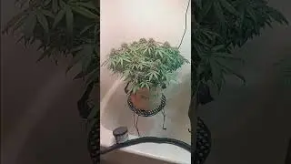 Mimosa Cake auto week 13 #reggae