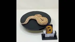 Female Blood Python T+ Albino (24.006.03Br)
