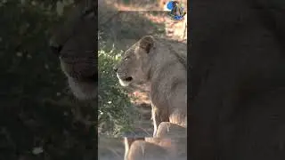 Up Close with a Young Male Lion #wildlife #nature #animals #africa #explore #lion #young