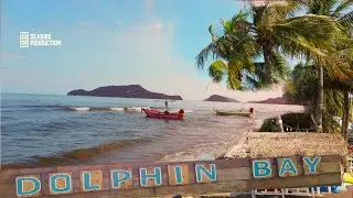 Dolphin Bay   4K