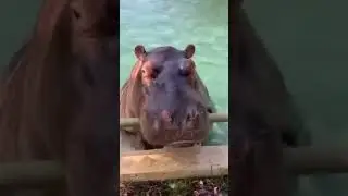 Funny fails #animals #funnyclips #goofyanimals