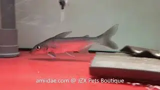 Anteater Catfish, Conorhynchos conirostris