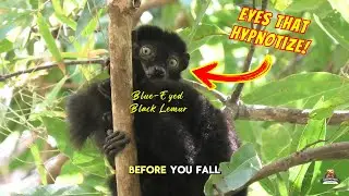 Top Primatologist Reveals Secrets of Blue-Black Lemur Behavior