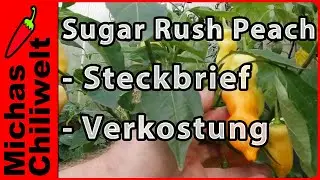 Sugar Rush Peach  |  Steckbrief und Verkostung  |  Chili Sorten  |  Chilis  |  Stripey