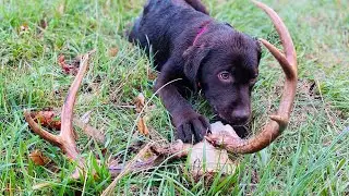 Shed Hunting/Blood Tracking: How to pick a Puppy