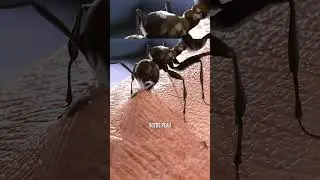 Les piqures de fourmis 💀