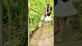 Ingenious Pest Control: Farmer's DIY Trap Using Plastic Bottles