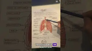 Brief on Lung Anatomy & Intercostal Muscles || Biology 0610 / Year 11 - #respiration #breathing
