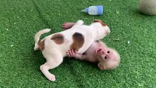 baby monkey teasing puppy so cute