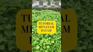 Tutorial menanam bayam guys #suasanapedesaan #hidupdidesa #villagelife #berkebun