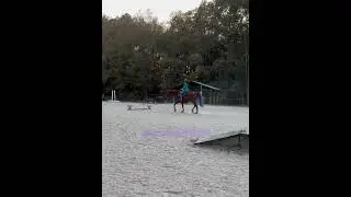 I fr hate horse abuse #horses #fyp  #abuse #shorts #sad #viral #nonbeliever #edit