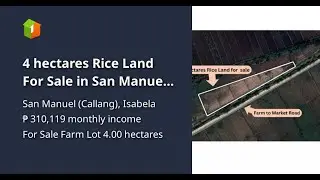 4 hectares Rice Land For Sale in San Manuel, Isabela