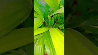 A beautiful verity of palm for decoret your home#home #decoration #green#palm#plants #youtubeshorts