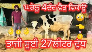 December 25, 2025 📞 +91 84273 19476☎️ #ਤਾਜੀ_ਸੂਈ #ਘਰੇਲੂ #hfcow #sale #viralvideo #share #amritsar