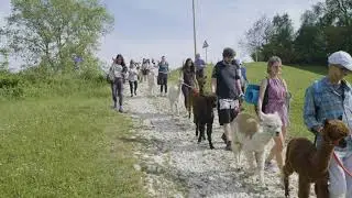 BabyAlpaca   Estate 2021