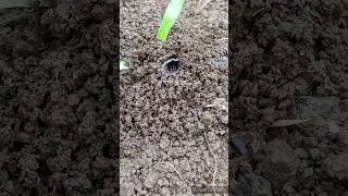 Three insects in one frame. 🐜🦗 #gardeninsects #nature #ants #crickets #shorts #freeside