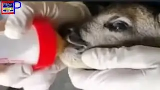 Salvataggio di un cucciolo di capriolo nel comune di Bore
