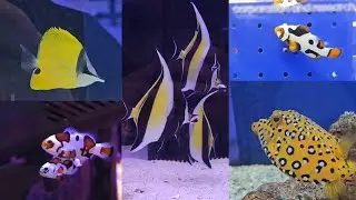 Saltwater Aquarium Life | Episode 2 of 15