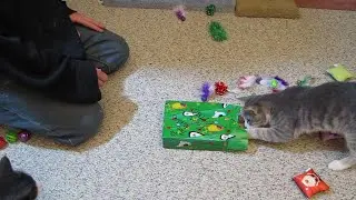 Cats Open Christmas Presents