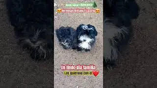 Los quierooo ❤️#perros#shotsvideo#mascotas#shortsviral#shortsfeed#perro#lovedogs#dog#perritos#short